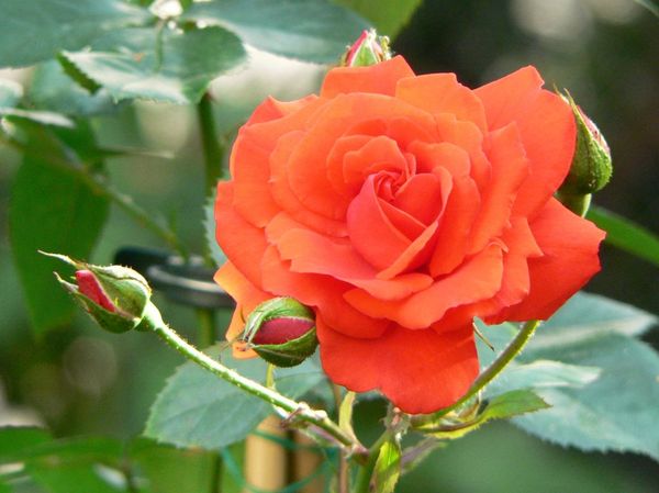 Чайно-гибридные розы: посадка и уход за разновидностью