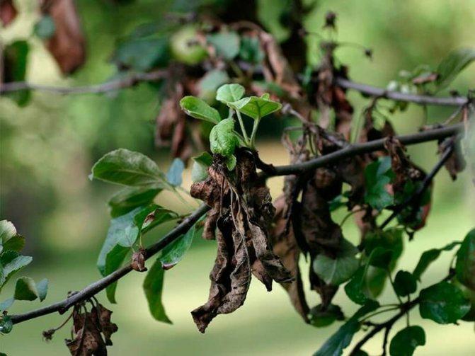 Чернеют листья на груше: что делать, чем лечить и обрабатывать для профилактики