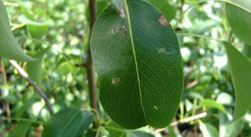 Черные пятна на листьях груши: чем лечить и как бороться с темными точками