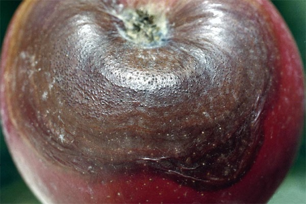Чёрный рак у яблони: причины и лечение