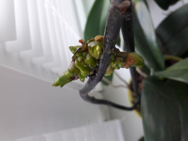 Цитокининовая паста для орхидей: как использовать