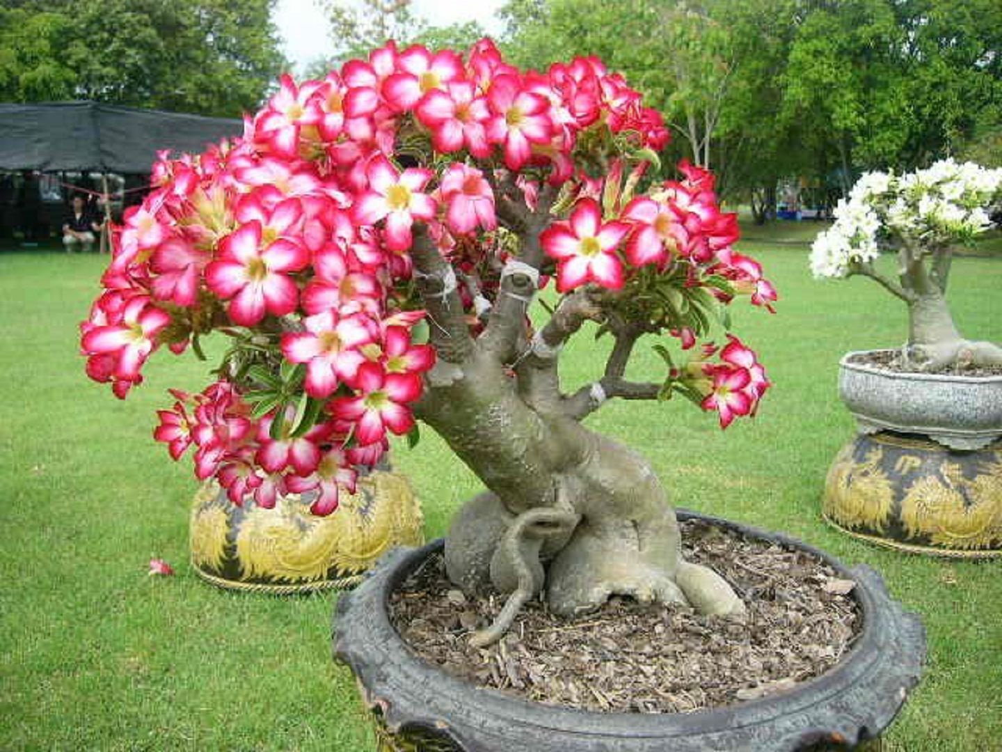 Цветок дерево Адениум