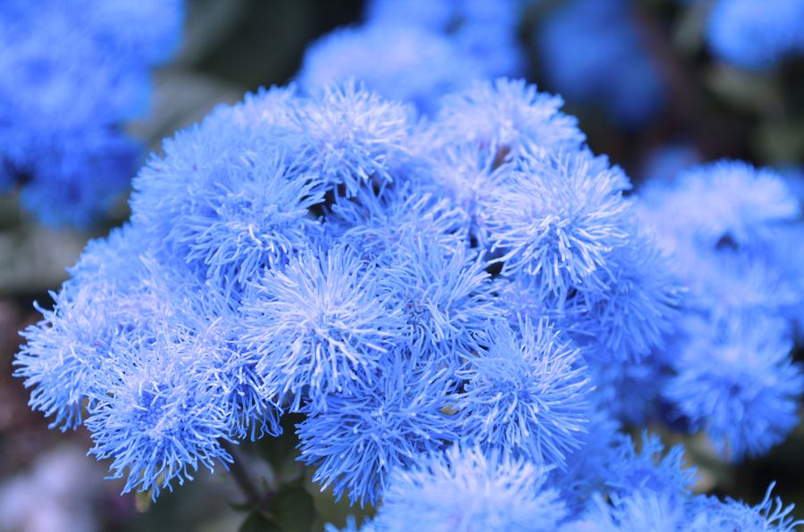 Синенькие цветочки однолетки название и фото