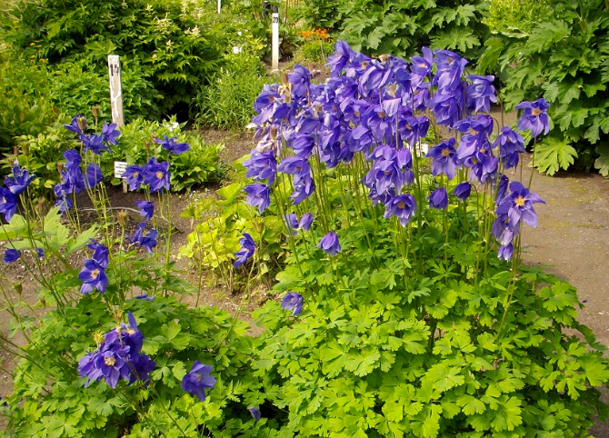 Цветок аквилегия: описание, лучшие разновидности с фото + выращивание из семян, посадка и уход в открытом грунте