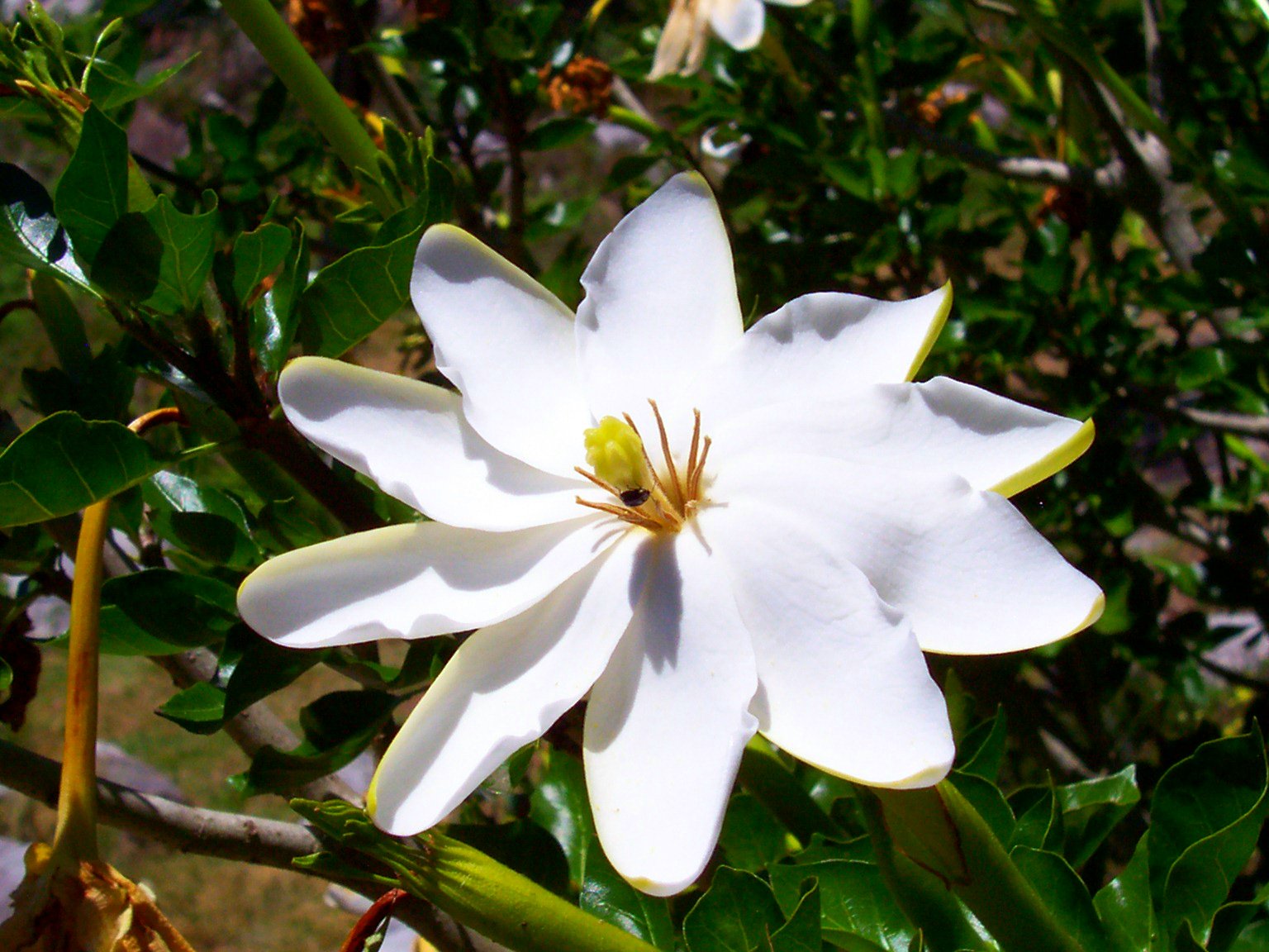 Цветок гардения (Gardenia): описание, виды и сорта с фото + особенности ухода в домашних условиях, проблемы выращивания