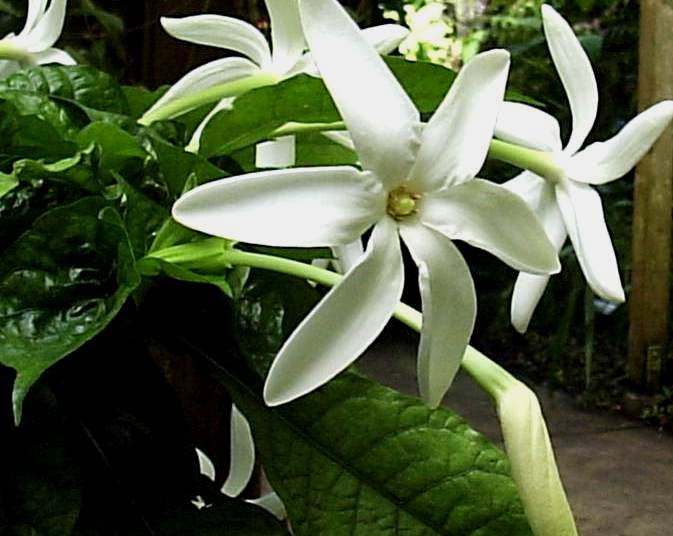Цветок гардения (Gardenia): описание, виды и сорта с фото + особенности ухода в домашних условиях, проблемы выращивания