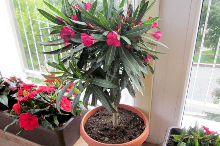 Цветок олеандр: описание комнатного растения, красивые виды и сорта с фото + выращивание и уход в домашних условиях