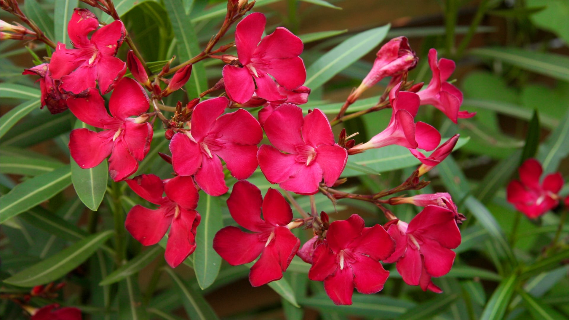 Цветок олеандр: описание комнатного растения, красивые виды и сорта с фото + выращивание и уход в домашних условиях