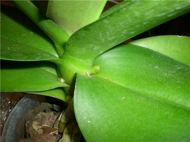 Цветонос у орхидеи: как вырастить и ухаживать