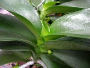 Цветонос у орхидеи: как вырастить и ухаживать