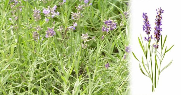 Цветы лаванды: описание, лучшие виды и сорта с фото, варианты применения + особенности посадки и ухода за растением