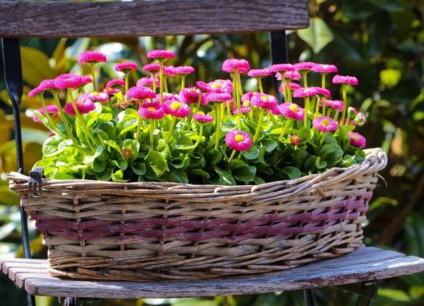 Цветы маргаритки: описание, лучшие виды и сорта с фото, применение в ландшафте + выращивание и уход в открытом грунте