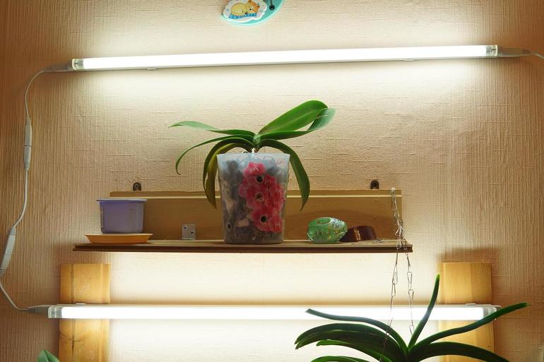 Фаленопсис не цветет в домашних условиях: причины