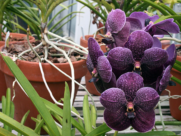 Фиолетовая орхидея: краткий обзор сортов фаленописиса