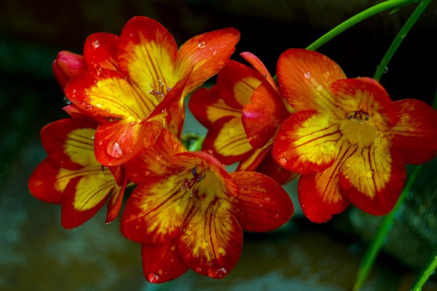 Фрезия (Fresia): описание цветка, виды и сорта с фото + особенности выращивания в домашних условиях и открытом грунте