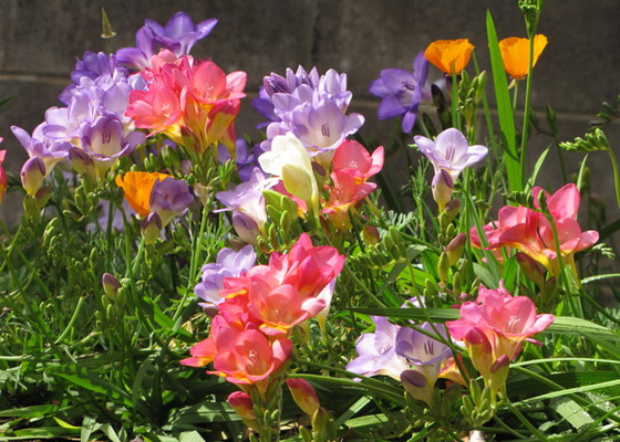 Фрезия (Fresia): описание цветка, виды и сорта с фото + особенности выращивания в домашних условиях и открытом грунте