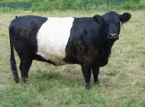 Галловейская порода коров: обзор, фото и видео