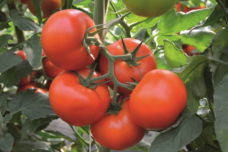 Гибриды томатов: описание сортов