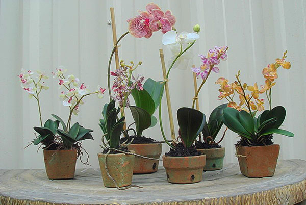 Горшки для орхидей: какой лучше выбрать для выращивания