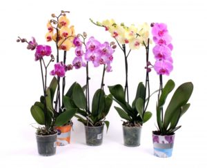 Горшки для орхидей: какой лучше выбрать для выращивания