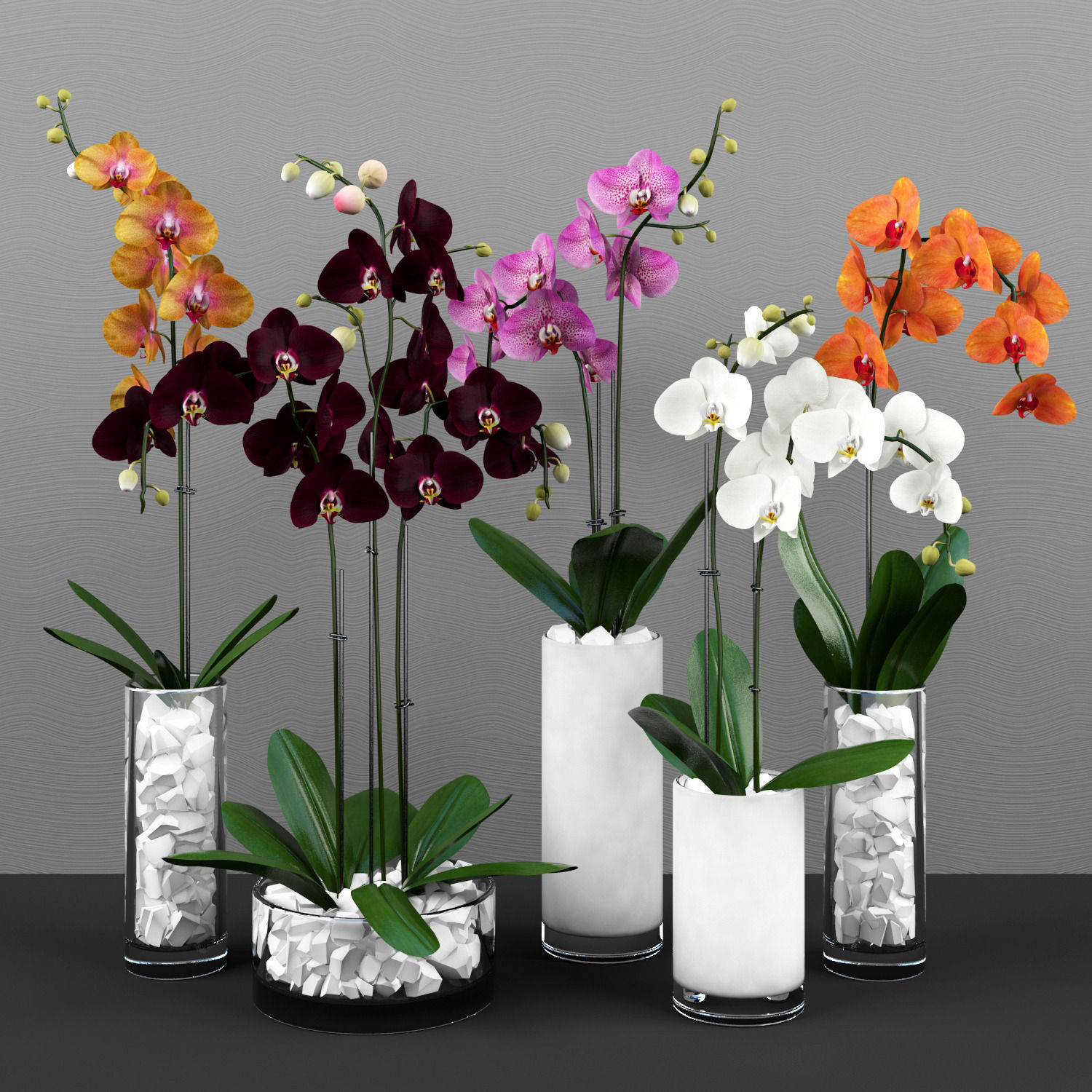 орхидея в горшке фото в домашних условиях