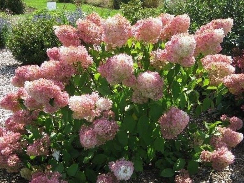 Гортензия метельчатая (Hydrangea paniculata): посадка, уход и размножение + лучшие сорта с названиями, описаниями и фото