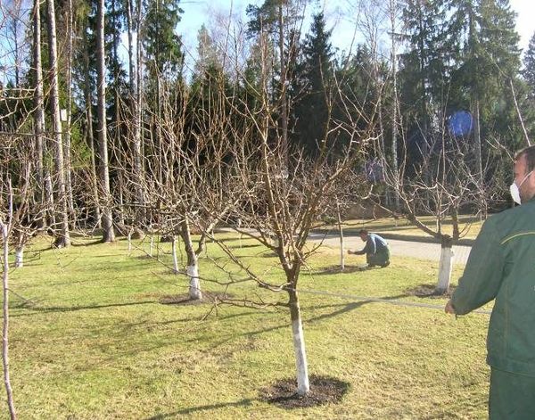 Инструкция по обработке яблони медным купоросом весной