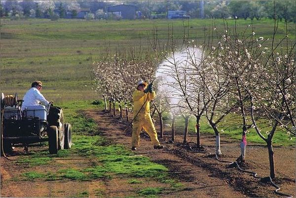 Инструкция по обработке яблони медным купоросом весной