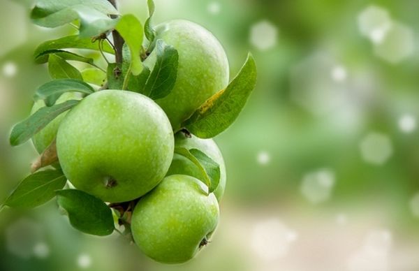 История открытия и описание яблони сорта Симиренко