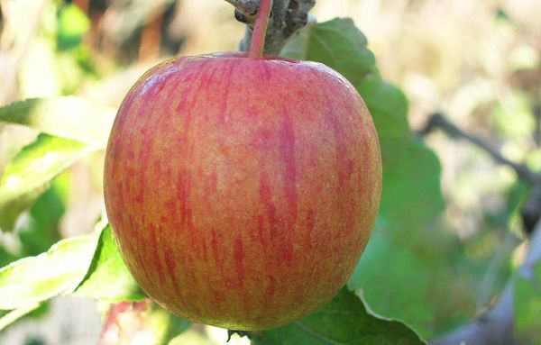 Как эффективно бороться с яблоневой плодожоркой