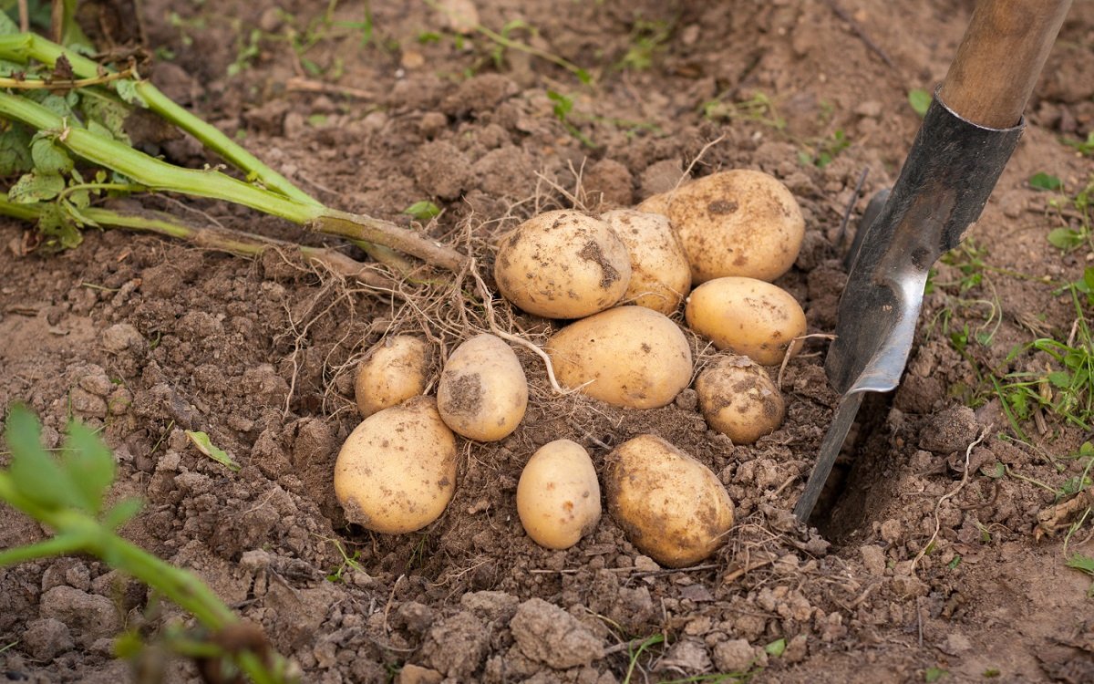 Как и когда копать картофель: правила и нюансы