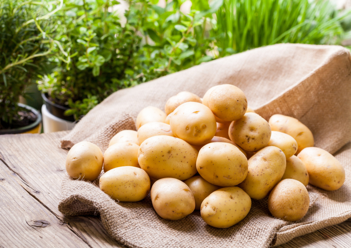 Как и когда копать картофель: правила и нюансы