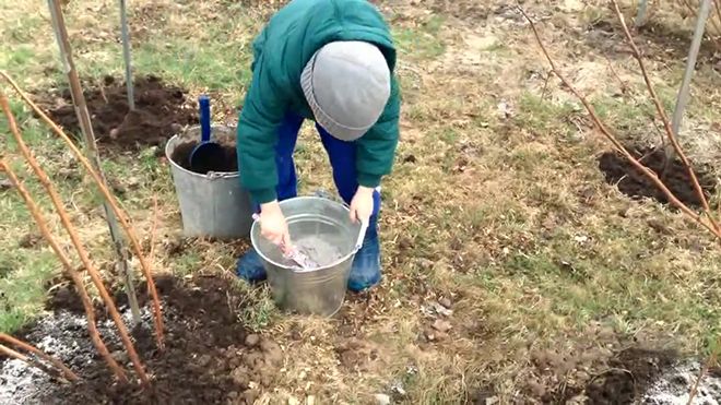 Как подготовить кусты малины к зиме осенью: подкормка, мульчирование, обрезка, укрытие