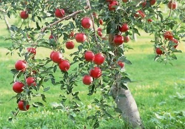 Как правильно посадить дерево яблони в саду