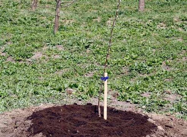 Как правильно посадить дерево яблони в саду