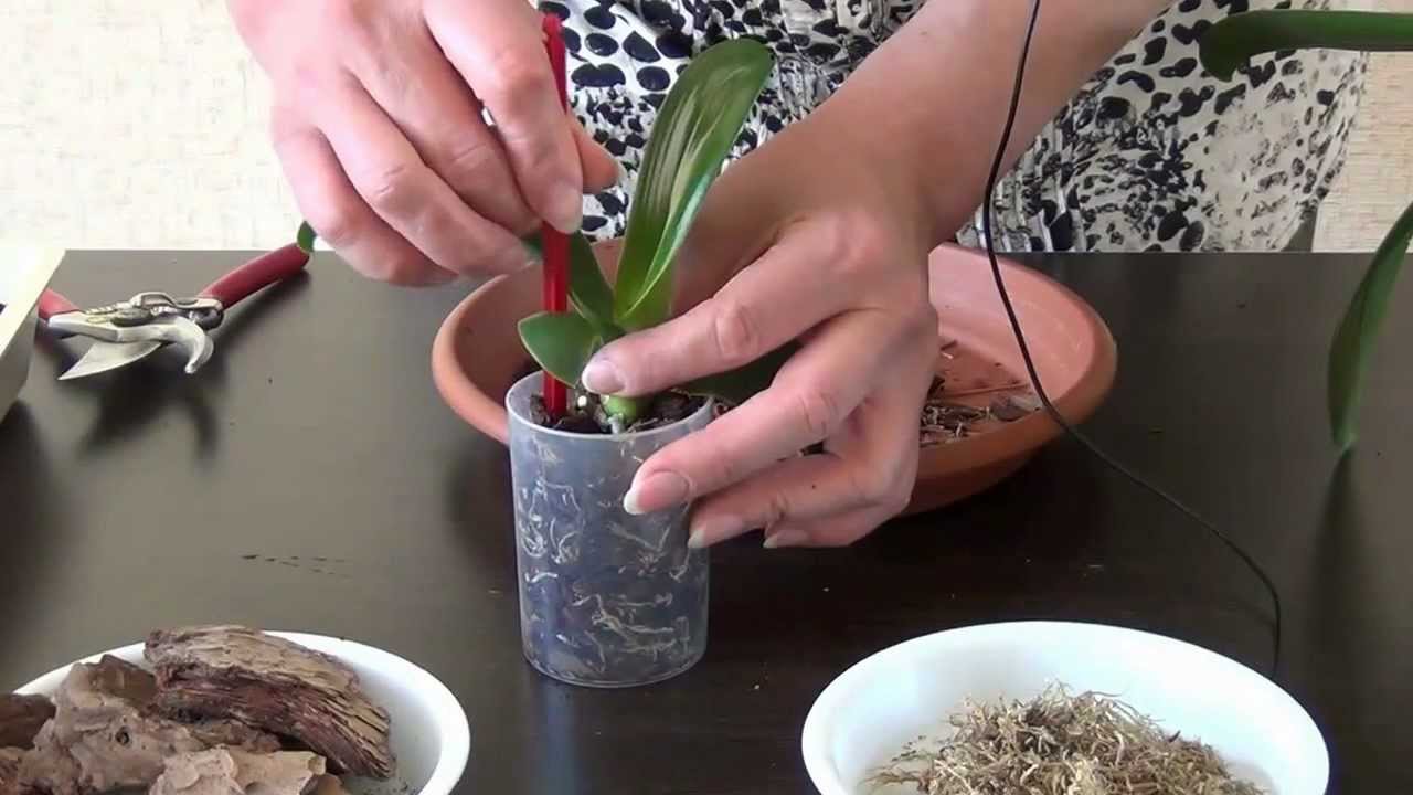 Как рассадить орхидею в домашних условиях: технология и методы