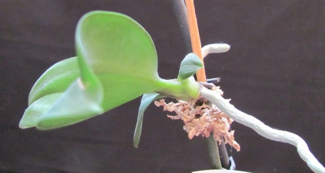 Как рассадить орхидею в домашних условиях: технология и методы