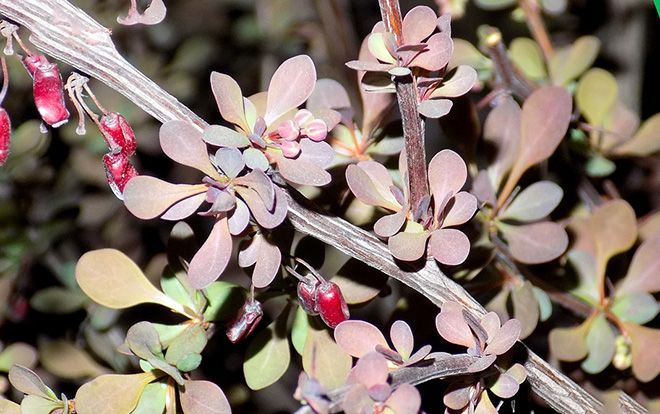 Как растет барбарис: как быстро и где растет кустарник в России, фото и описание цветения