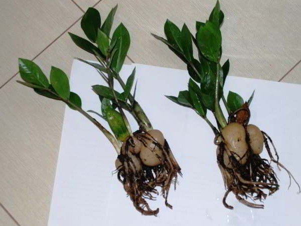 Как размножается замиокулькас (долларовое дерево) в домашних условиях + правила и способы размножения пошагово