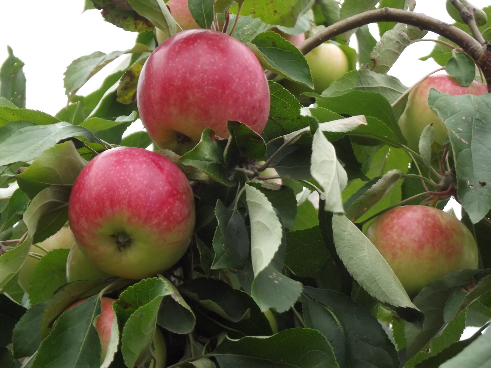 Как собрать богатый урожай с полукарликовых яблонь