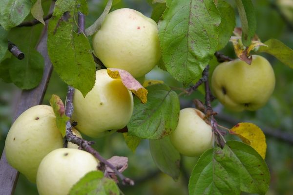 Как выбрать лучший сорт яблони для Подмосковья