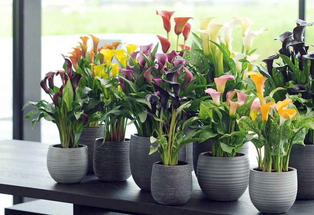 Как выглядит цветок калла: описание, виды и сорта с фото + выращивание и уход в комнатных условиях и открытом грунте
