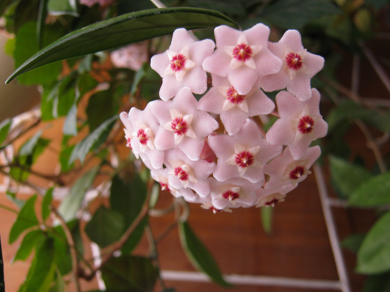 Комнатное растение с восковыми цветами фото и названия