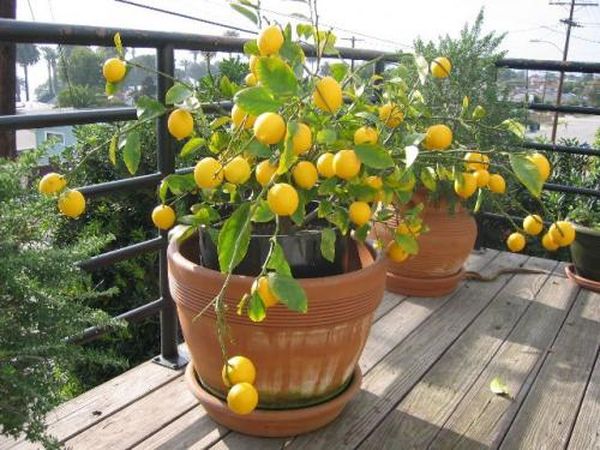 Лимонное дерево: уход в домашних условиях за цитрусом