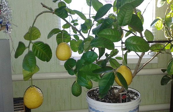 Лимонное дерево: уход в домашних условиях за цитрусом