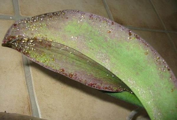 Липкие листья у орхидеи: причина появления и методы лечения