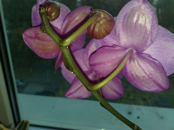 Липкие листья у орхидеи: причина появления и методы лечения