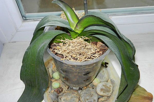 Листья орхидеи потеряли тургор и морщинятся: причины