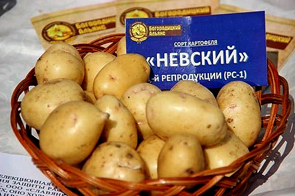 Лучшие сорта картофеля для Подмосковья: фото и описание