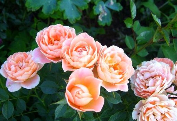 Маленькие розы: особенности выращивания миниатюрных видов